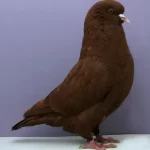 حمام الكارنيكو الأحمر