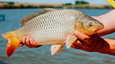 سمك المبروك/ Carp Fish