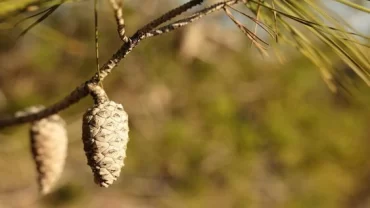 صنوبر البحر الأبيض المتوسط