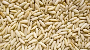 صنوبر الدانوب