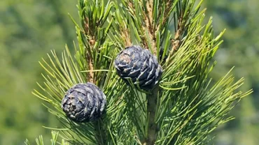 صنوبر سيمبرا – الصنوبر السويسري