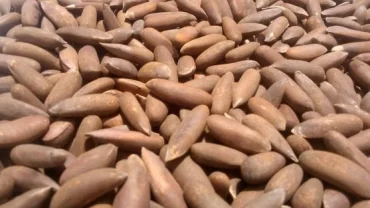 صنوبر شيلجوزا – جيرارديانا