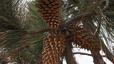 صنوبر كولتري