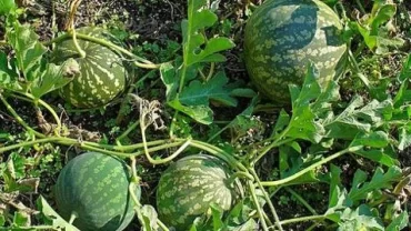 عشبة الحنظل