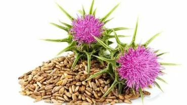 عشبة الخرفيش Milk thistle