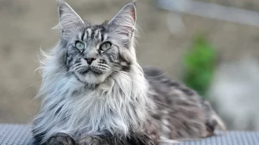 قط ماين كون / Maine Coon