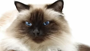 قطط الهيمالايا / Himalayan cat