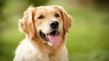 كلاب الجولدن ريتريفر / Golden Retriever