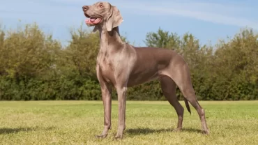 كلاب الوايمري / Weimaraner