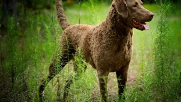 كلاب تشيسابيك باي ريتريفر / Chesapeake Bay Retriever