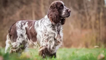 كلاب سبرنغر / English Springer