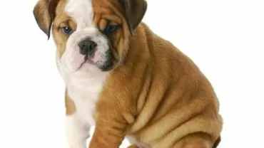 كلب البولدوغ الإنجليزي The English Bulldog