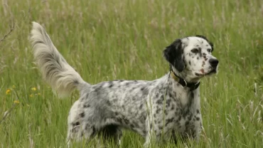 كلب السيتر الانجليزي / English setter