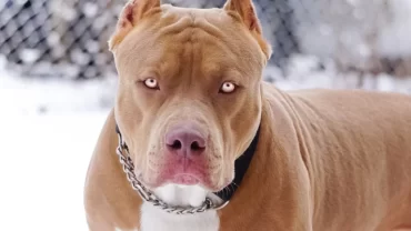 كلب بيتبول أحمر الأنف / red nosed pitbull