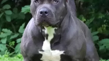 كلب بيتبول الوحش الأزرق / Blue Monster Pitbull