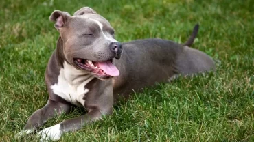 كلب بيتبول تيرير / Pit Bull Terrier