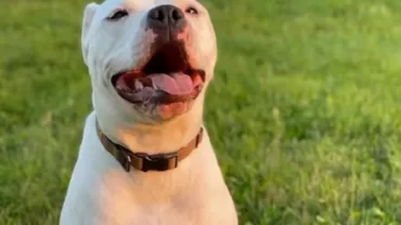 كلب بيتبول كوبرا / pitbull cobra dog