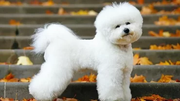 كلب بيشون فريز Bichon Frise