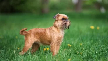 كلب جريفون Brussels Griffon