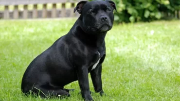 كلب ستارفوردشاير بول تيرير / Staffordshire Bull Terrier