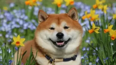 كلب شيبا إينو Shiba Inu