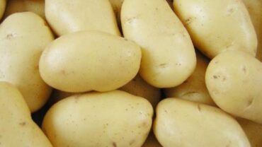 نظام رجيم البطاطس المسلوقه